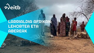 Lehorteak milioika abelburu hil ditu azken bi urteetan Afrikan, eta artzainen bizimodua hondatu du