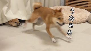 初めてのかくれんぼでテンション爆上げの豆柴がかわいい笑