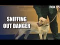 New weapon-sniffing K-9 to patrol Florida schools