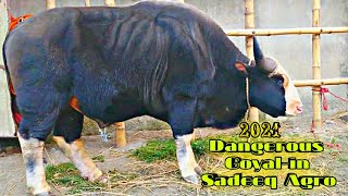 Dangerous Goyal | Biggest Goyal in Bangladesh | Dangerous Goyal Cow Collection | Big Goyal Cow video