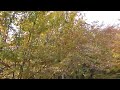 克羅埃西亞十六湖國家公園一片火紅的楓葉181020