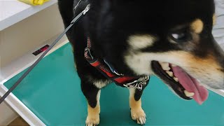 普段おとなしい柴犬が注射を打ったらこうなります。狂犬病予防注射【黒柴犬】【豆柴】【shiba inu】