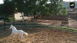 Tapia Farms, Nabha, Punjab