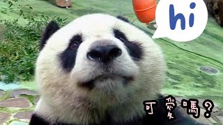 圓仔來到玻璃前看粉絲，特寫表情超可愛|熊貓貓熊The Giant Panda Yuan Yuan and Yuan Bao|台北市立動物園