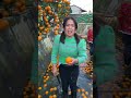 awesome harvesting orange fruit so fresh and rural farming life fruit agriculture orange