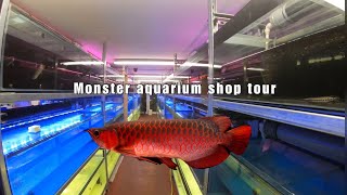 PLANET AROWANA walk around tour! SUPER RARE fish!