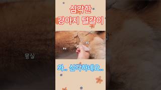 강아지 주인이 털갈이 시즌을 좋아하는 이유 #shorts #강아지  #강아지털갈이