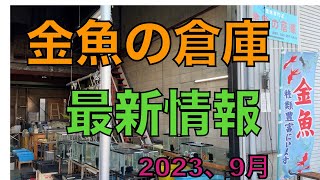 大阪府松原市にある金魚店　金魚の倉庫さんにお邪魔しました😊