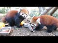 red panda awesome ness