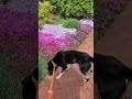 Lucky Dog Animal Rescue's Gideon Sniffing Flowers