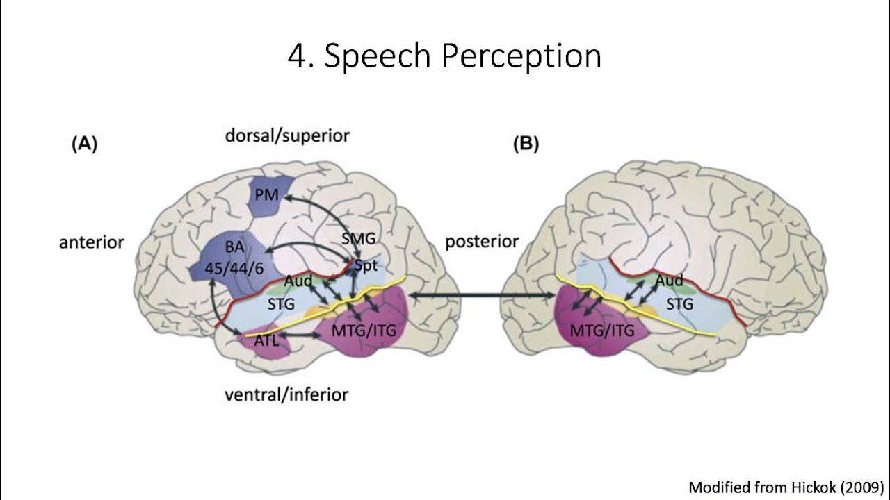 5.4. Speech Perception, Fundamentals Of Cognitive Neuroscience Course ...