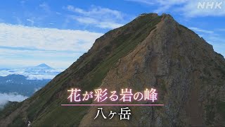 NHK にっぽん百名山 「高山植物を愛でまくる夏」