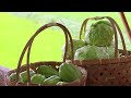 in season produce harvesting cabbage and chayote i joseph the explorer.