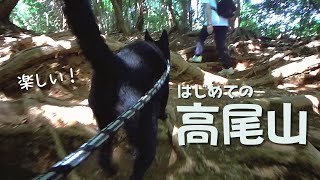 【甲斐犬】生後4ヶ月の子犬と登山してみた【高尾山】