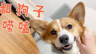 柯基cookie\u0026max｜Do you talk to your corgi puppies?| 和狗子们唠嗑的铲屎官