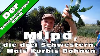 Milpa, die drei Schwestern, Mais Kürbis Bohnen