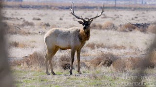 HDObservations : Tule Elk (4K UHD)