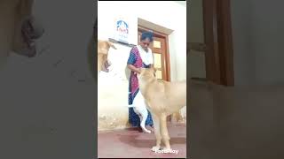 🐶🥰எந்தவித எதிர்பார்ப்பும் இல்லாத அன்பு🥰🐕