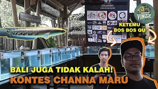 DEWATA CHANNA CONTEST- BALI TIDAK KALAH!!! KONTES PERDANA CHANNA MARU -Vinzz Predatorfish Bali