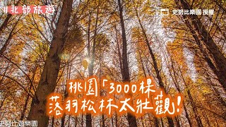 種植「3000棵」落羽松林太壯觀！桃園私人秘境、門票20元有停車場｜ETtoday旅遊雲