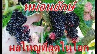 #หม่อนที่ใหญ่ที่สุดในโลก​ #หม่อนดำออสตุรกี​ ตุ๊กตา​  ​มาดูกันครับThe largest #mulberry in the world.