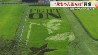 見頃迎えた美作市の永ちゃん田んぼ 　矢沢永吉さんの横顔に「ＦＩＧＨＴ　ＯＮ」で２４年も最高【岡山】 (24/08/05 18:00)