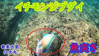 【魚突き】国立公園沖でスジアラ突いた【仁太丸】