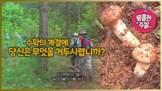 [뭉클한 주말🥰 #161] 수확의 계절에 당신은 무엇을 거두시렵니까? | 송이마을의 가을 이야기 [다큐3일 081004 KBS 방송]