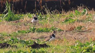 【野鳥】同じタゲリ（？）去年も同じ場所に3羽いた         #バードウォッチング　#Northern lapwing