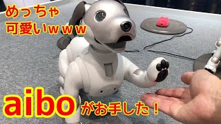 aibo（アイボ）がお手した！ソニーストアで実際にアイボに触れてきた！（2018/01/29）