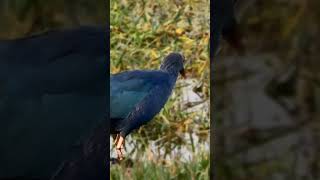 नीली कीचमुर्गी | Grey-headed swamphen #shots #video #viralshorts #youtubeshorts #shortvideo