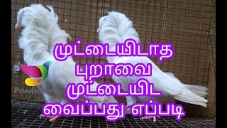 (Part62) முட்டையிடாதா புறாவை முட்டை போட வைப்பது எப்படி? தமிழ்|Tamil |Pigeon not egg