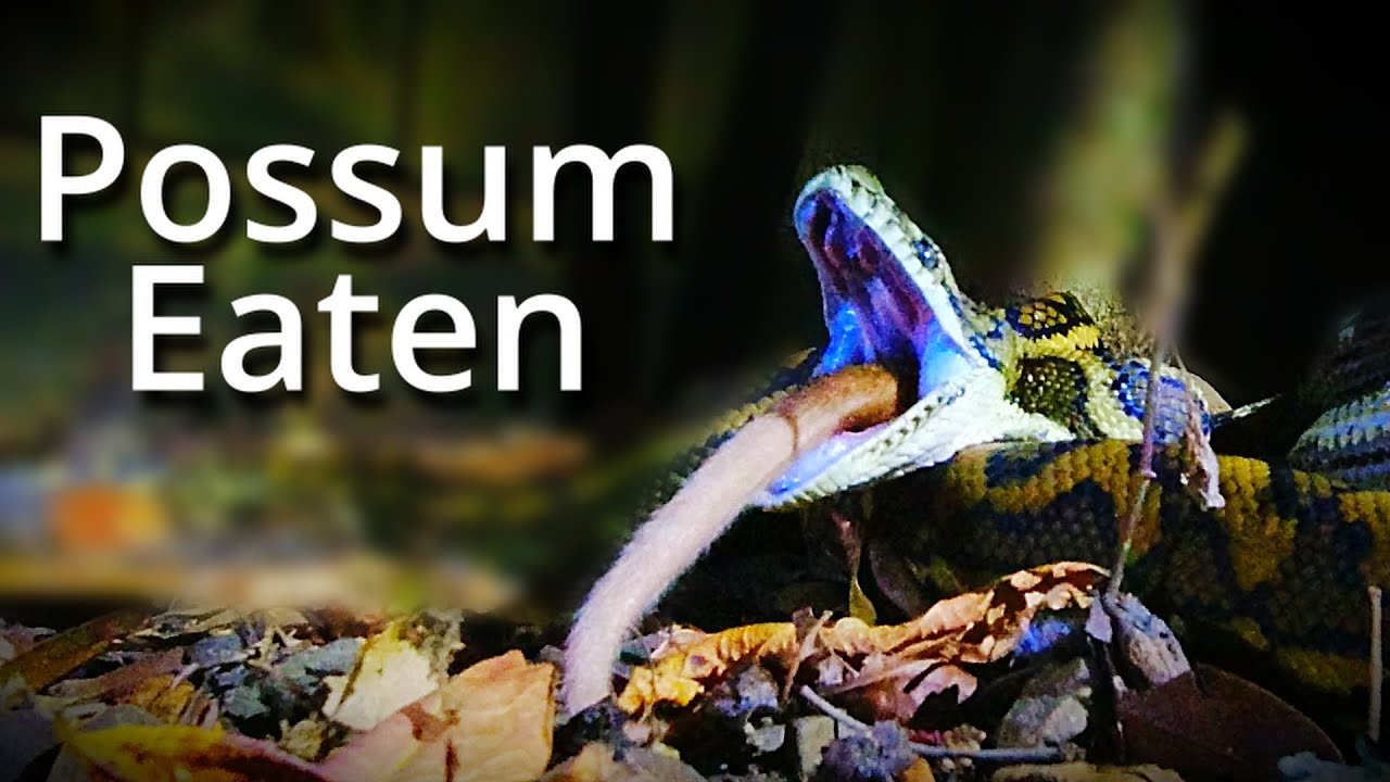 Python Eats Possum Time Laps Youtube
