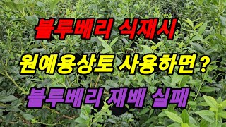 블루베리 묘목 식재할경우 원예용상토 사용하면 블루베리 재배 실패한다.#메도우락 전문농장육성 #메도우락 묘목판매(010 8895 4161)