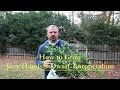 How to grow Jazz Hands® Dwarf White Loropetalum with a detailed description