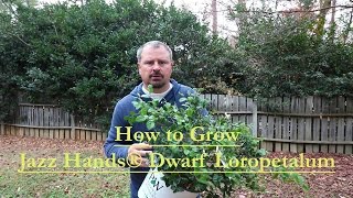 How to grow Jazz Hands® Dwarf White Loropetalum with a detailed description