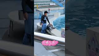 海獅能有多可愛？？#野柳海洋世界 #海獅 #逗趣