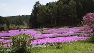 2023.4.14  兵庫県三田市永沢寺　花のじゅうたん　芝桜　