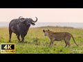 4K African Wildlife: Mana Pools National Park, Zimbabwe - Scenic Wildlife Film With African Music
