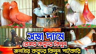 সস্তা দামে রেসার গিরিবাজ বোম্বাই রাজগোল্লা কবুতর কিনুন#কবুতর_বাড়ী#কবুতর_বিক্রি_হবে