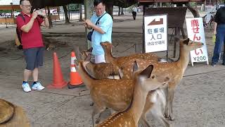 鹿ちゃんと外国人観光客せんべいやりで楽しむ🦌【奈良公園】