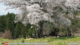 広島の風景2015春 花見「千鳥別尺のヤマザクラ 2/3」 04.23 Scenery of Hiroshima Spring,Blossom viewing,Chidori-besshaku