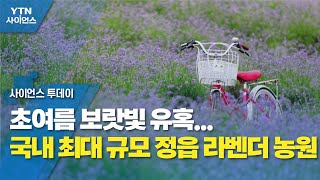 [영상] 초여름 보랏빛 유혹...국내 최대 규모 정읍 라벤더 농원 / YTN 사이언스