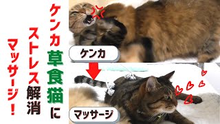 ケンカネコのストレス解消マッサージ　Stress Relief Massage for Fighting Cats