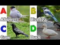 Birds Alphabet Song for Kids | Birds ABC Song | Phonics for Kids | Baby | Alphabet Letters