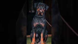 കിടിലൻ Rottweiler നായ കുട്ടികൾ ചെറിയ വിലയിൽ..