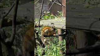 黑冠松鼠猴➡️臺北市立動物園