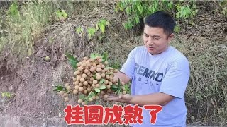 家乡的桂圆成熟了，勇哥上山采摘，什么品种好吃，什么地方的更甜