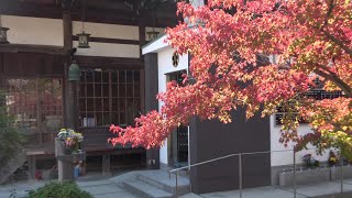 ⁴ᴷ【神戸/大本山 須磨寺の紅葉/2020】11/26(木)