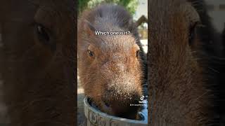 Which Capybara are you feeding? #capybara #shorts